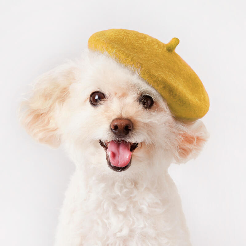 PET BERET YELLOW - COKODIVE